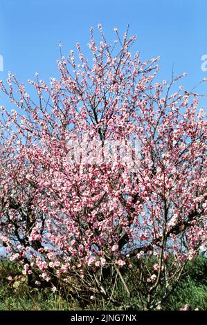 Blühender Pfirsichbaum. Stockfoto