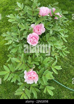 Pfingstrosenblüte (Paeonia 'Globe of Light') Nahaufnahme für Blumen und Blütenblätter mit grünen Blättern im Hintergrund. Stockfoto