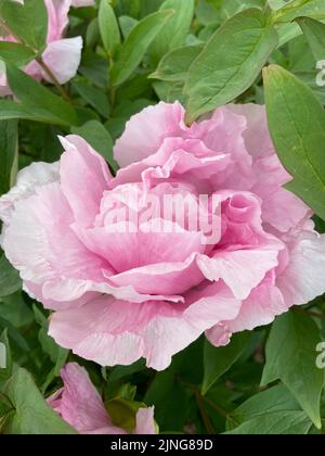 Pfingstrosenblüte (Paeonia 'Globe of Light') Nahaufnahme für Blumen und Blütenblätter mit grünen Blättern im Hintergrund. Stockfoto