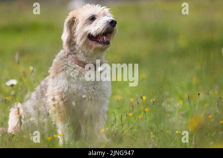 Ältere Beagle und Bussard mischen Hund, der auf dem Feld zwischen gelben Blüten posiert. Platz für Kopie. Naturkonzept Stockfoto