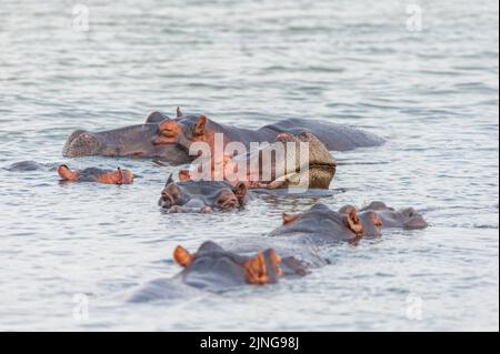 Hippopotamus schläft im Wasser mit Gleichaltrigen, St. Lucia See, Südafrika. Wildbeobachtungen in natürlichem Lebensraum Stockfoto