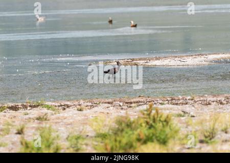 Single Glossy Ibis (Plegadis falcinellus) Stockfoto