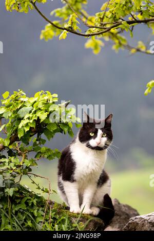 Vertikales Porträt einer schwarz-weißen Katze in der Natur, die eine Steinmauer klettert und von grünen Blättern umgeben ist. Copyspace Stockfoto