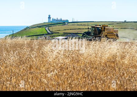 Galley Head, West Cork, Irland. 11. August 2022. Die Gerste der Clonakilty Distillery wird unter dem Blick des Galley Head Lighthouse, West Cork, geerntet. John Hayes Agri verbrachte den Tag mit der Ernte der Gerste mit den Vintage New Holland Combine Harvesters. Die Gerste wird in Whiskey, Wodka und Gin verwendet. Quelle: AG News/Alamy Live News Stockfoto