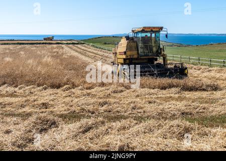 Galley Head, West Cork, Irland. 11. August 2022. Die Gerste der Clonakilty Distillery wird unter dem Blick des Galley Head Lighthouse, West Cork, geerntet. John Hayes Agri verbrachte den Tag mit der Ernte der Gerste mit den Vintage New Holland Combine Harvesters. Die Gerste wird in Whiskey, Wodka und Gin verwendet. Quelle: AG News/Alamy Live News Stockfoto