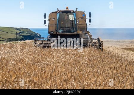Galley Head, West Cork, Irland. 11. August 2022. Die Gerste der Clonakilty Distillery wird unter dem Blick des Galley Head Lighthouse, West Cork, geerntet. John Hayes Agri verbrachte den Tag mit der Ernte der Gerste mit den Vintage New Holland Combine Harvesters. Die Gerste wird in Whiskey, Wodka und Gin verwendet. Quelle: AG News/Alamy Live News Stockfoto
