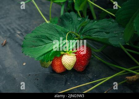 Große Erdbeeren auf dem Bauernhof. Frisch lecker bereit für die Ernte reifen roten und unreifen grünen Erdbeeren . Stockfoto