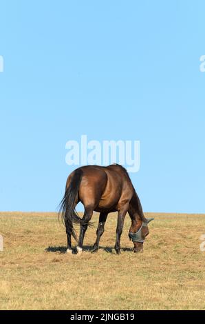 Braunes Hauspferd auf einer Weide im Grünen während der Sommerzeit und Dürre im August 2022, Deutschland, Europa Stockfoto