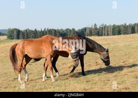 Zwei braune Hauspferde auf einer Weide auf dem Land während der Sommerzeit und Dürre im August 2022, Deutschland, Europa Stockfoto