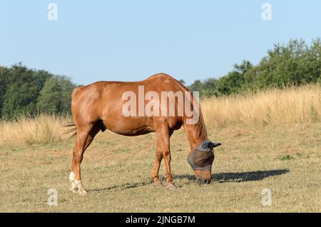 Braunes Hauspferd auf einer Weide im Grünen während der Sommerzeit und Dürre im August 2022, Deutschland, Europa Stockfoto