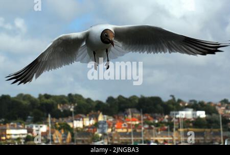 SCHWARZKOPFMÖWE, COWES, ISLE OF WIGHT. BILDER VON MIKE WALKER, MIKE WALKER, 2010 Stockfoto