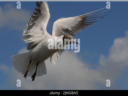 SCHWARZKOPFMÖWE, COWES, ISLE OF WIGHT. BILDER VON MIKE WALKER, MIKE WALKER, 2010 Stockfoto