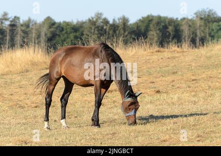 Braunes Hauspferd auf einer Weide im Grünen während der Sommerzeit und Dürre im August 2022, Deutschland, Europa Stockfoto