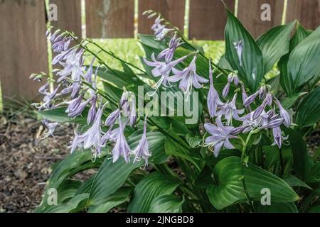 Im Spätsommer blüht die Hosta-Pflanze mit schönen violetten Blüten. Stockfoto