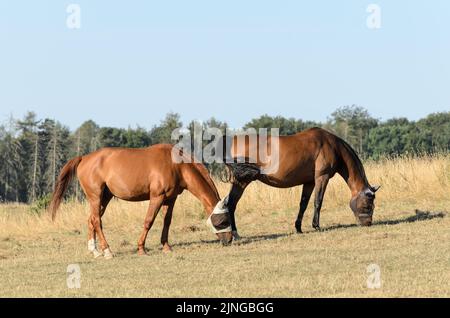 Zwei braune Hauspferde auf einer Weide auf dem Land während der Sommerzeit und Dürre im August 2022, Deutschland, Europa Stockfoto