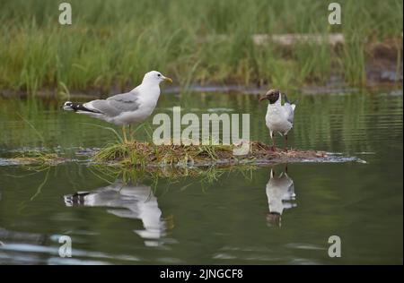 Gemeine Möwe (Larus canus) auf einer Insel mit der kleineren Schwarzkopfmöwe (Chroicocephalus ridibundus) Stockfoto