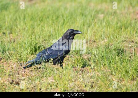 Gewöhnlicher Rabe (Corvus-Koralle) auf einer Lichtung im Taigawald Finnlands Stockfoto