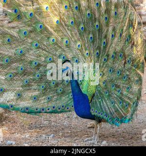 Pfau mit ausgebreiteten Flügeln im Profil. Stockfoto