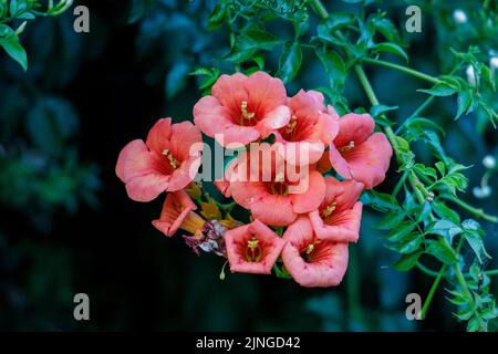 Chinesische Trompetenrebe (Campsis grandiflora) blüht auf dunklem Grund. Stockfoto