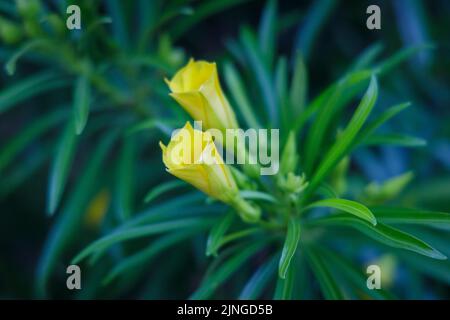 Gelber Oleander, Cascabela thevetia (Thevetia peruviana), blüht auf einem verschwommenen Hintergrund. Stockfoto