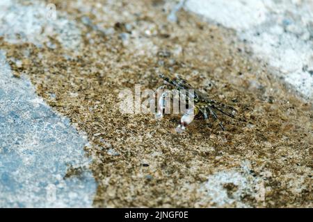 Niedliche kleine schwarze Krabben krabbeln auf braunen Strandfelsen an der Küste aus der Nähe. Kleines Stück felsigen Strand von klarem blauem Wasser gewaschen Stockfoto