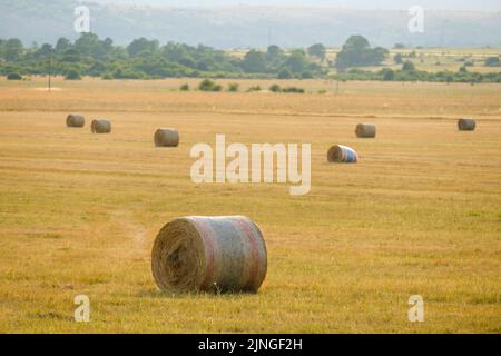 Große frische Heuballen verstreut auf riesigen gelben Feld gegen fernen Wald. Heuballen liegen auf dem Feld, bereit für die Fütterung von Rindern in der Nähe Stockfoto