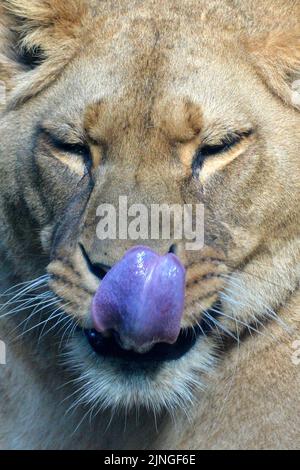 Liberec, Tschechische Republik. 11. August 2022. Hündin des Barbary Lion namens Shani (geboren in Frankreich) gähnend und in Gehegen im Zoo von Liberec in der Tschechischen Republik ruhend. Der Barbaren Löwe, der manchmal als Atlas Löwe bezeichnet wird, ist eine afrikanische Löwenpopulation, die in freier Wildbahn als ausgestorben gilt. Die marokkanische Fußballnationalmannschaft heißt „Atlas Lions“, und die Fans werden in der Regel in T-Shirts mit einem Löwengesicht oder einem Löwenanzug gesehen. (Bild: © Slavek Ruta/ZUMA Press Wire) Stockfoto