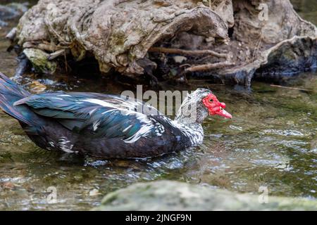 Die Moskauer Ente (Cairina moschata) auf einem Bach in einem Waldgebiet der Wasserfall mit sieben Quellen auf der Insel Rhodos, Griechenland, Europa. Stockfoto