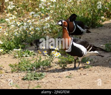 Eine Nahaufnahme von zwei Rotbrustgänsen mit niedlichen Gänseblümchen auf dem Boden voller Gänseblümchen Stockfoto