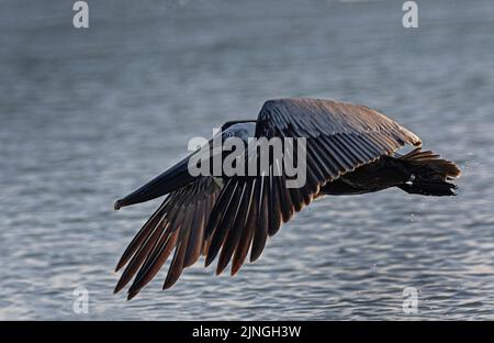 Brauner Pelikan im Flug über den Ozean während des Sonnenuntergangs Stockfoto