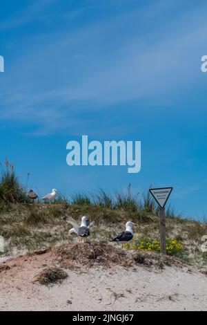 Möwen im Dünenschutzgebiet, kein Zugang, Hochseeinsel die Düne, Teil von Helgoland, Kreis Pinneberg, Schleswig-Holstein, Deutschland Stockfoto