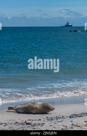 Seehunde, Schutzgebiet, nicht stören, Hochseeinsel die Düne, Teil von Helgoland, Kreis Pinneberg, Schleswig-Holstein, Norddeutschland Stockfoto