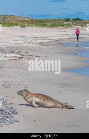 Seehunde, Schutzgebiet, nicht stören, Hochseeinsel die Düne, Teil von Helgoland, Kreis Pinneberg, Schleswig-Holstein, Norddeutschland Stockfoto