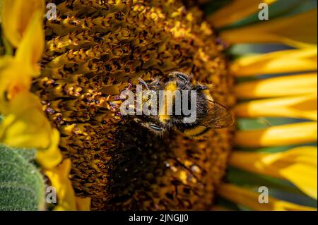 Spätsommer, Königin Bumba-tailed Hummel, Bombus terrestris, mit Pollenkugeln am Fell aus Sonnenblumenkopf befestigt Stockfoto