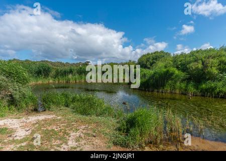 Süßwassersee auf der Hochseeinsel Dune, Teil von Helgoland, Kreis Pinneberg, Schleswig-Holstein, Norddeutschland Stockfoto