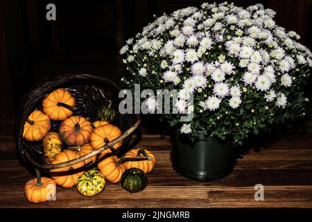 Weiße Topfmümmen und ein Korb mit Mini-Kürbissen zur Feier von Herbst und Halloween in Taylors Falls, Minnesota, USA. Stockfoto