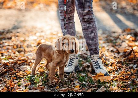 Süßer englischer Cocker Spaniel Welpe, der mit der Besitzerin im Herbstpark spazierengeht. Stockfoto
