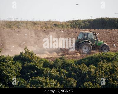 UK Wetter, Crantock, Cornwall, UK. Ein Landwirt hebt große Staubwolken aus seinem ariden Boden, während er den ausgetrocknten Boden in der Hoffnung gräbt, Feldfrüchte säen zu können. Die Umweltbehörde trifft sich am Freitag, um zu entscheiden, ob Dürrebedingungen für den Wasserverbrauch im Südwesten Englands eingeführt werden sollten. 11.. August 2022. Robert Taylor Alamy Live News Stockfoto