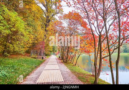 Das leuchtend rote Laub auf den herbstlichen Staghornsumakbäumen wächst entlang des Palladin-Teiches im Feofania-Park, Kiew, Ukraine Stockfoto
