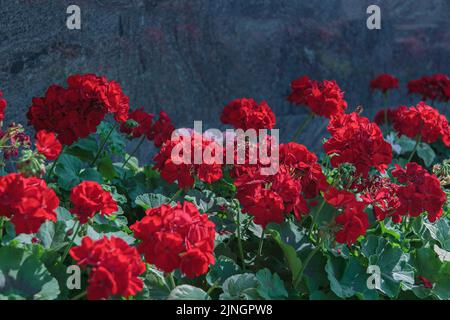 Feurig rote Gartengeranium blüht auf dunklem Hintergrund. Schöne dunkelrote Blüten von Pelargonium Stockfoto