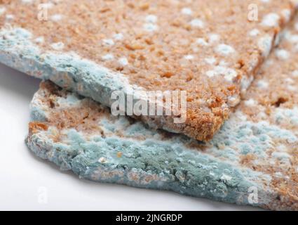 Zwei Scheiben schimmelig geschnittenes Brot aus der Nähe Stockfoto