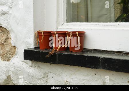 Drei tote Topfpflanzen auf der Außenfensterbank Stockfoto