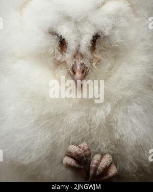Ein Eulenkauz-Küken (Tyto alba) schlief tief ein, während ich mit den Eulen aushalf. Dieser kleine Pelzball würde die meiste Zeit des Tages schlafen. Stockfoto