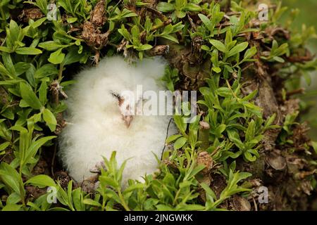 Ein Eulenkauz-Küken (Tyto alba) ruht in einem typischen holländischen Weidenbaum. Es aß viele Mäuse und wird in 6-7 Wochen erwachsen. Stockfoto