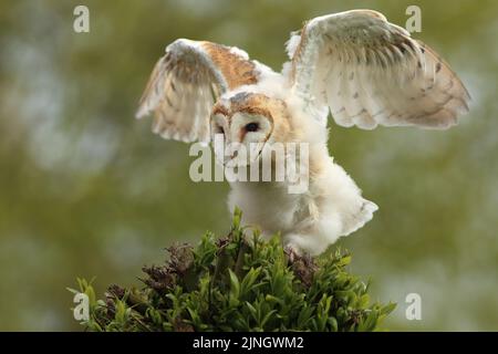 Ein Eulenkauz-Küken (Tyto alba) breitet seine Flügel auf einem typischen holländischen Weidenbaum aus. Hin und wieder wurde er neugierig auf seine Umgebung. Stockfoto