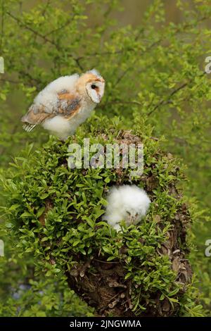 Ein Eulenkauz-Küken (Tyto alba) ruht in einem typischen holländischen Weidenbaum. Es aß viele Mäuse und wird in 6-7 Wochen erwachsen. Stockfoto