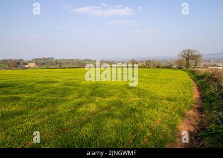 Devon Farmland im Winter mit schlammigen Spuren, grünem Gras, Hügeln und Bäumen in der Ferne mit einem trüben blauen Himmel Stockfoto