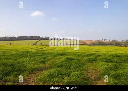 Devon Farmland im Winter mit schlammigen Spuren, grünem Gras, Hügeln und Bäumen in der Ferne mit einem trüben blauen Himmel Stockfoto