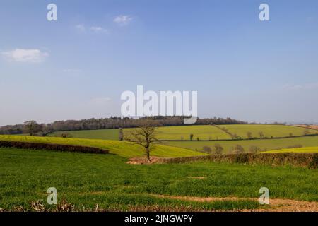 Devon Farmland im Winter mit schlammigen Spuren, grünem Gras, Hügeln und Bäumen in der Ferne mit einem trüben blauen Himmel Stockfoto