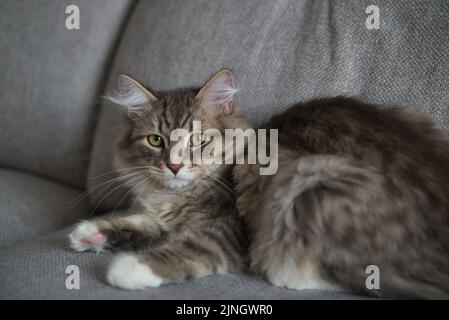 Sibirische Babykatze mit langen Haaren und großen grauen Augen. Fauler Tag zu Hause mit den Haustieren. Hypoallergene Katze. Hintergrundbild. Stockfoto